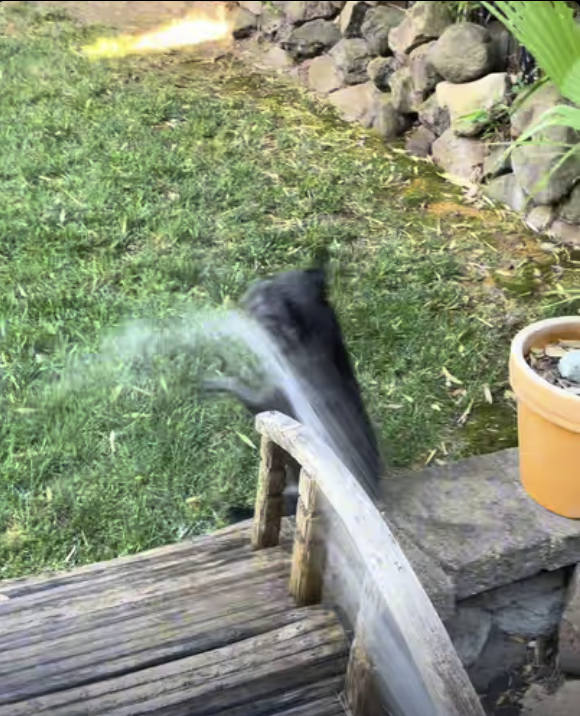 Frenchie Chasing Water Stream !